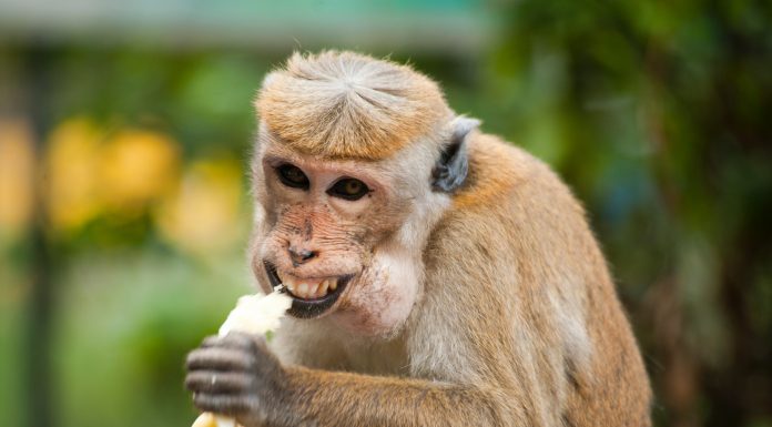 Cugetări, maxime și motivaționale fără intenție