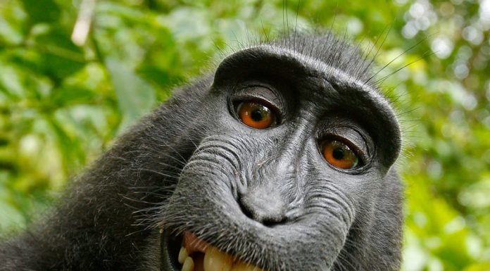 Cugetări, maxime și motivaționale fără intenție (II)