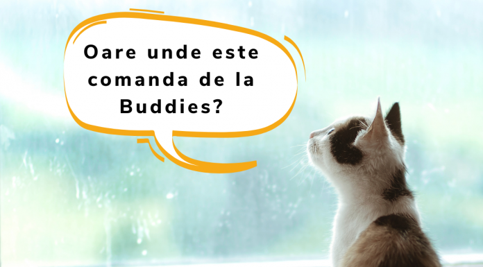Alimentație sănătoasă pentru pisici: Hrană uscată și umedă de la Applaws pet shop
